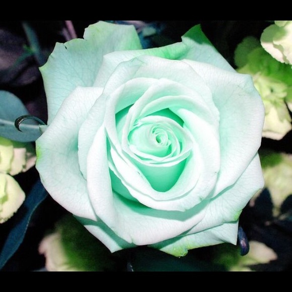 Meet your Posher, Julia - Picture 1 of 1